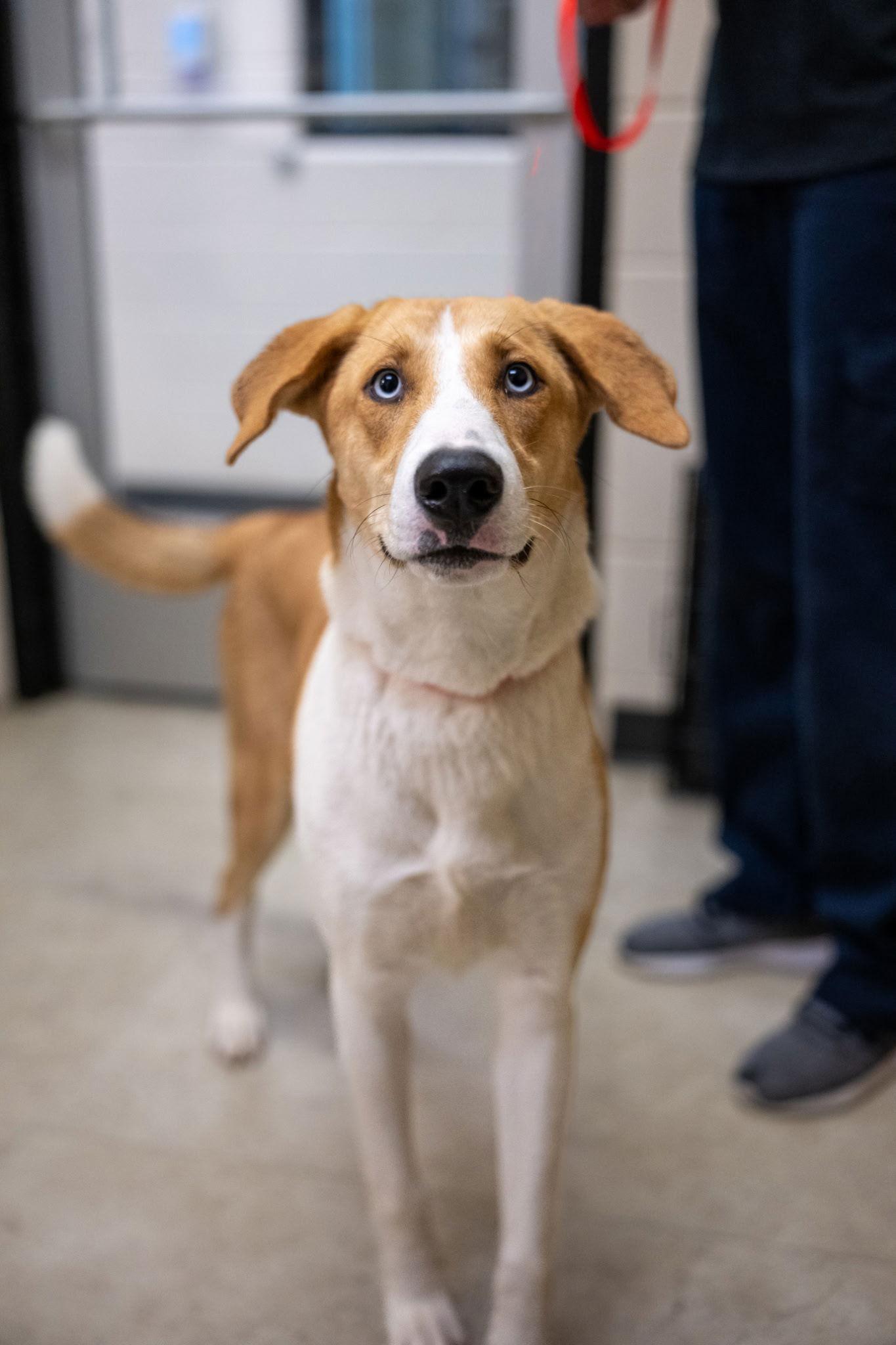 Enlarge Sage, a Adopted mixed breed in Richardson, TX image 3/3