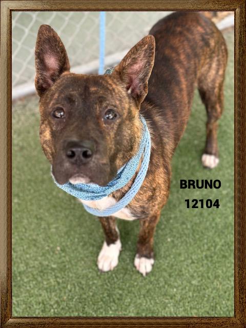 BRUNO
