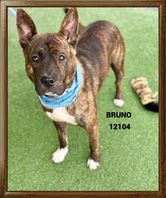 BRUNO