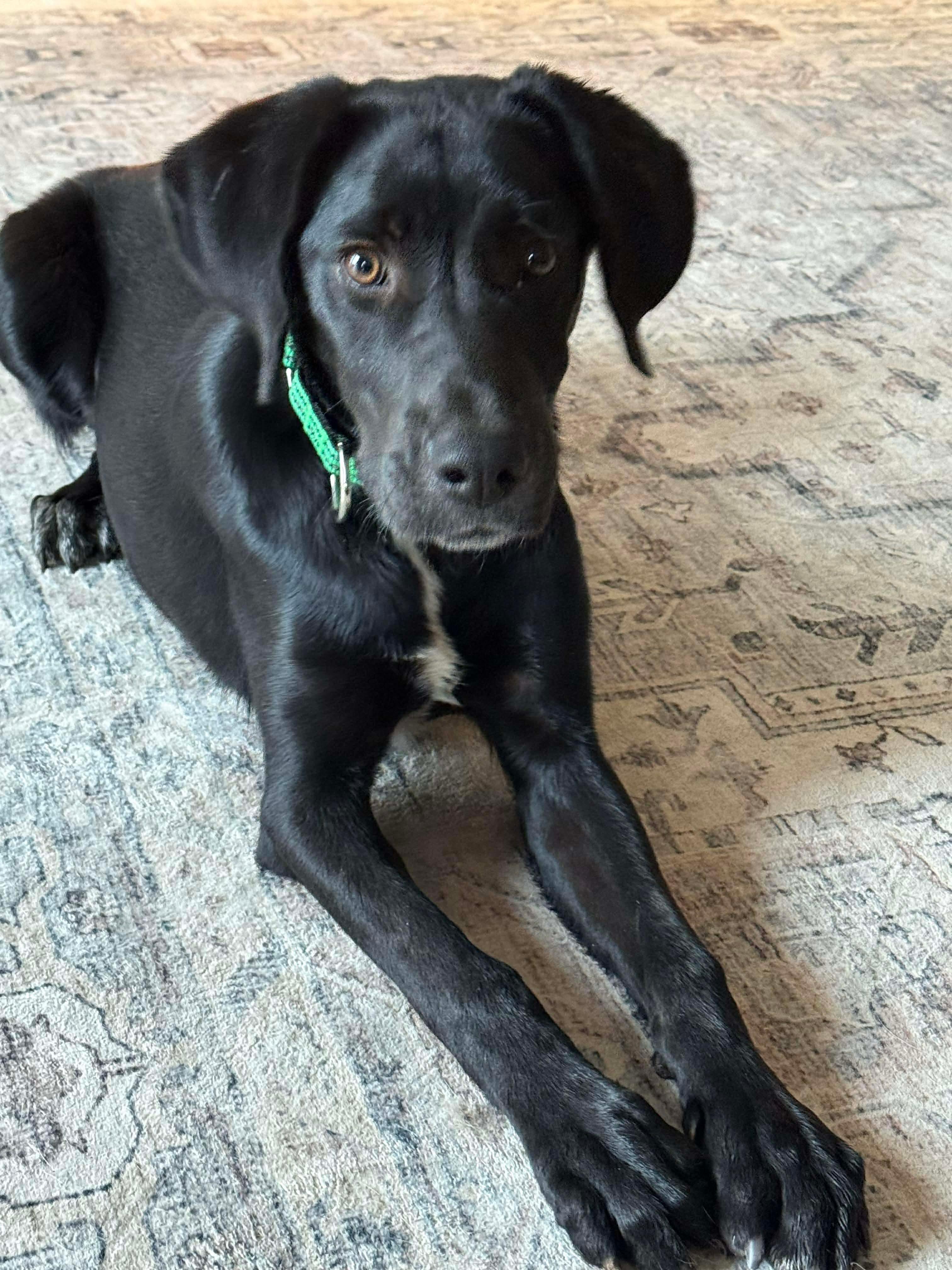 Enlarge Buddy, a ADOPTABLE Mixed Breed in Highland, NY image 3/4