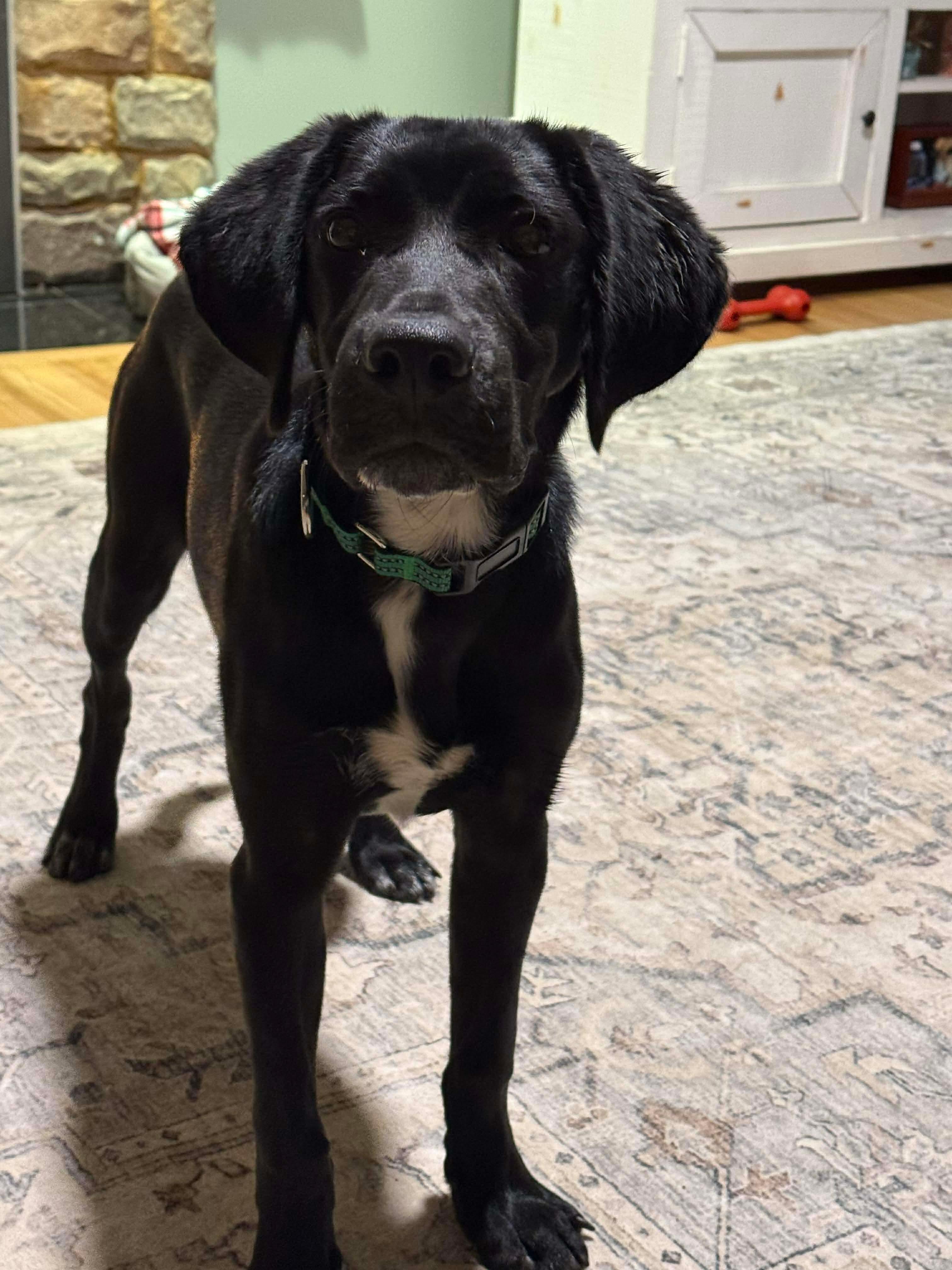 Enlarge Buddy, a ADOPTABLE Mixed Breed in Highland, NY image 4/4