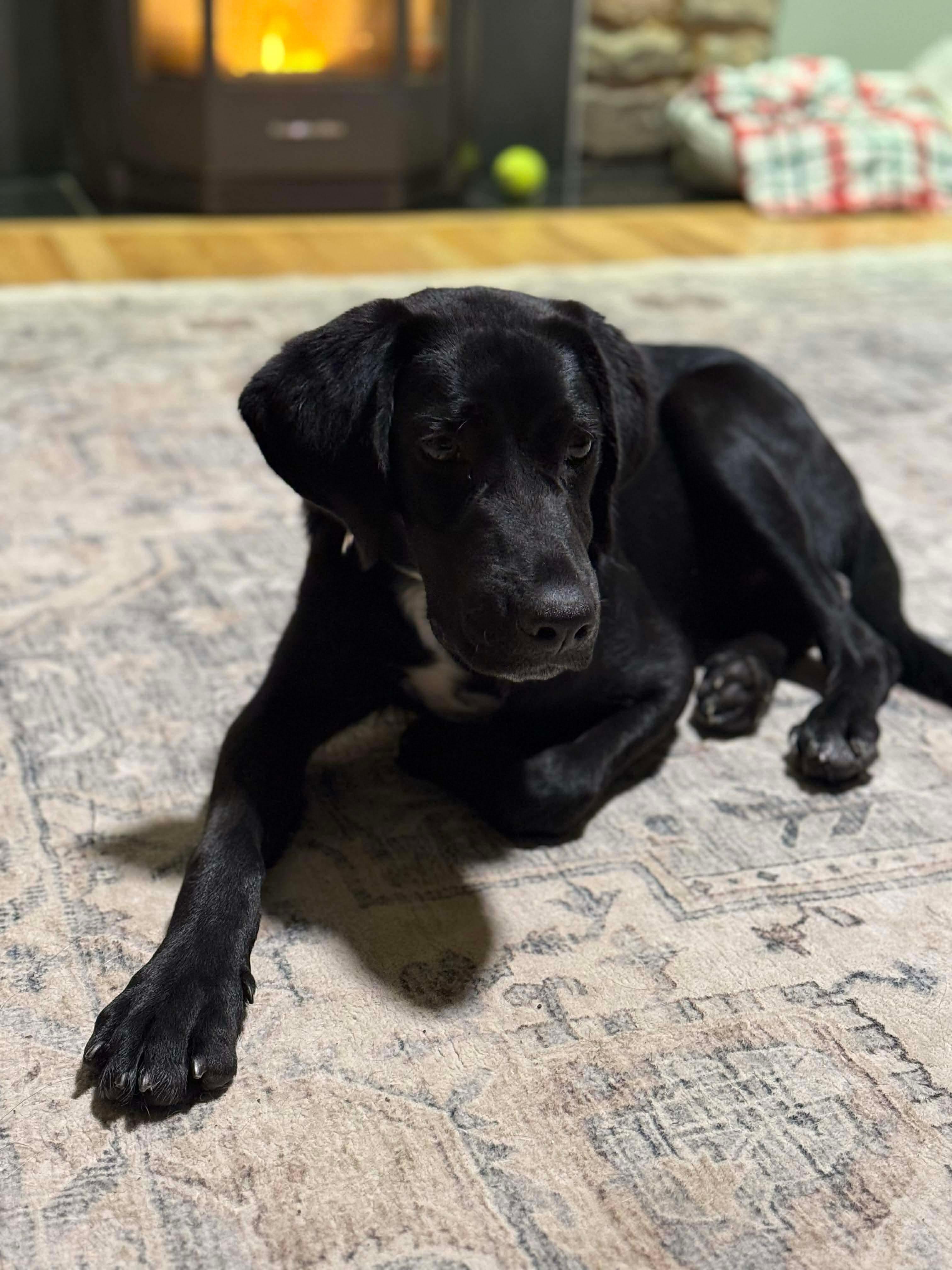 Enlarge Buddy, a ADOPTABLE Mixed Breed in Highland, NY image 2/4