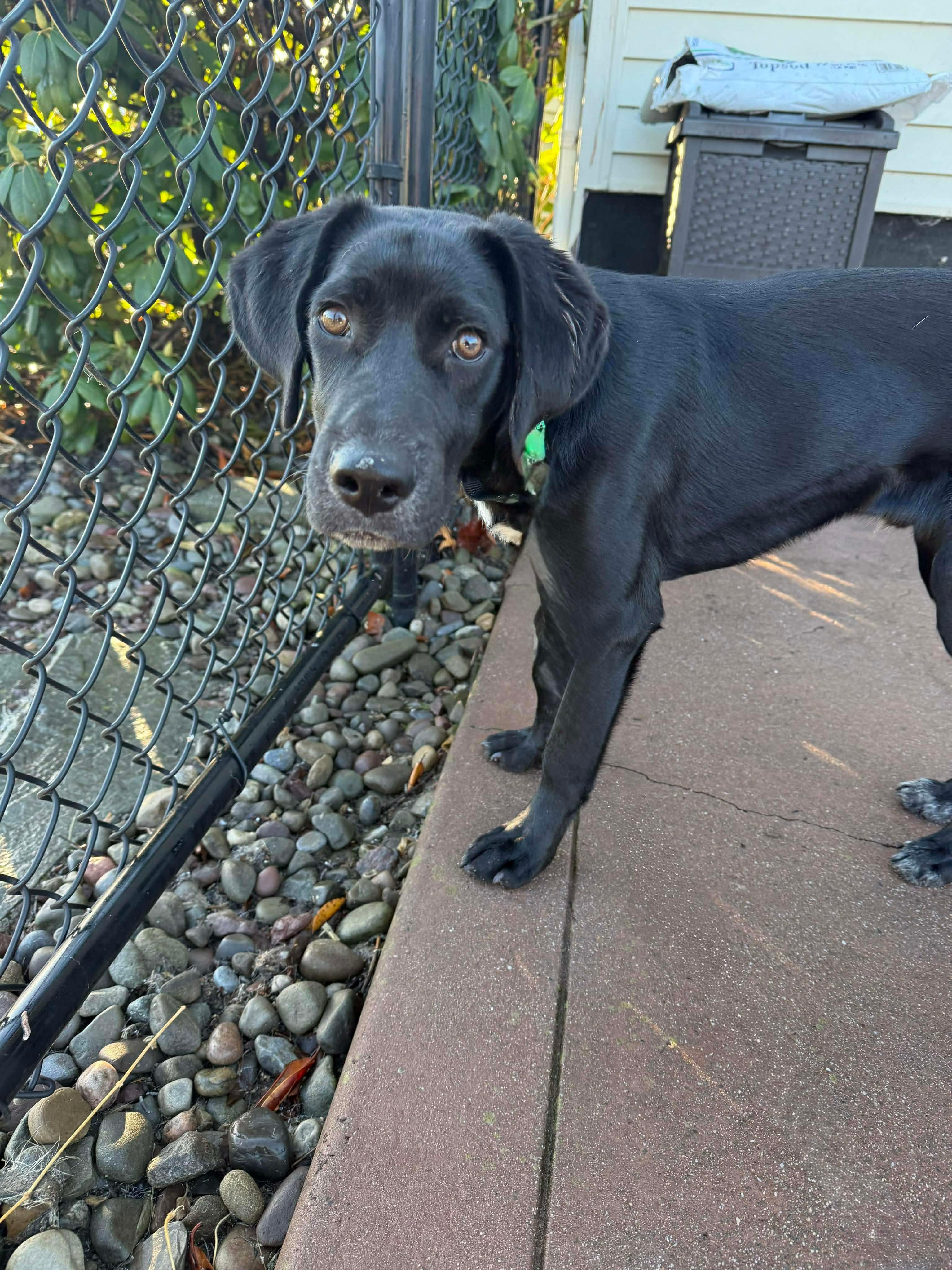 Buddy, ADOPTABLE, Puppy Male Mixed Breed.