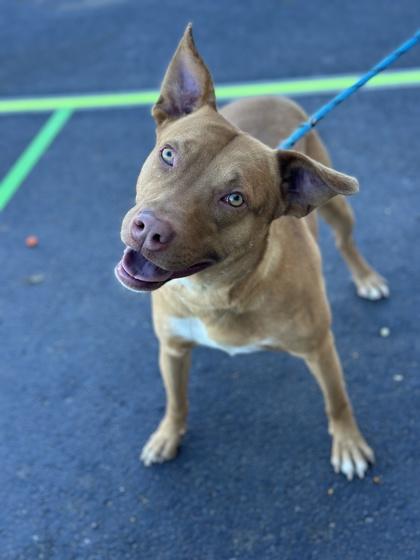 Froggy*, a Adoptable mixed breed in El Paso, TX image 2/3