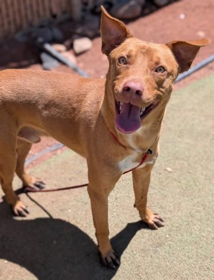 Froggy*, a Adoptable mixed breed in El Paso, TX image 3/3