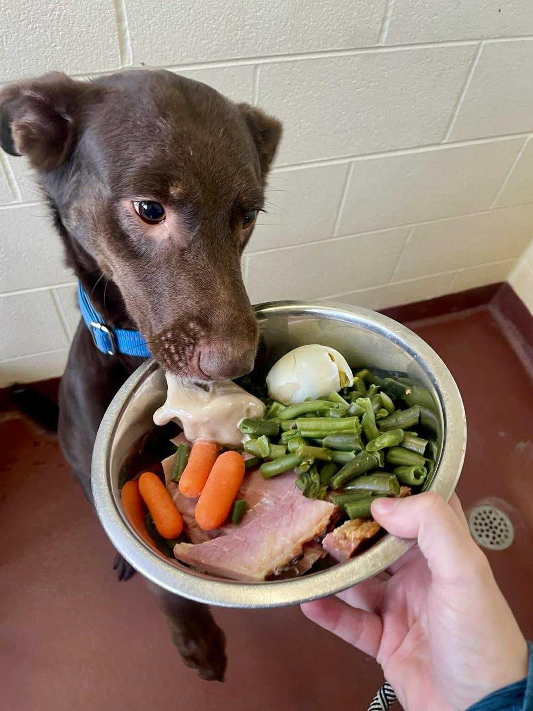 Enlarge Cocoa, an adoptable Mixed Breed in Ionia, MI image 6/6