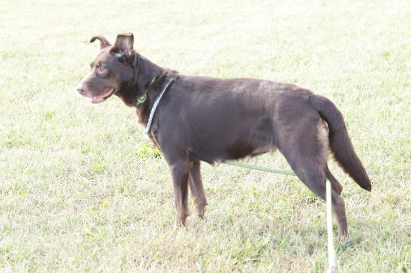 Enlarge Cocoa, an adoptable Mixed Breed in Ionia, MI image 3/6