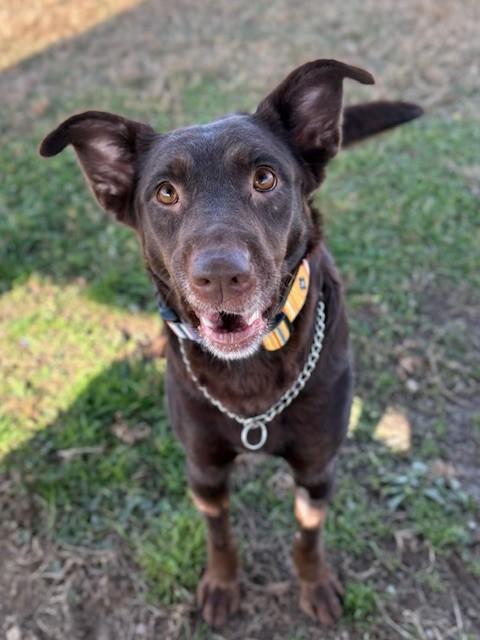 Enlarge Cocoa, an adoptable Mixed Breed in Ionia, MI image 1/6
