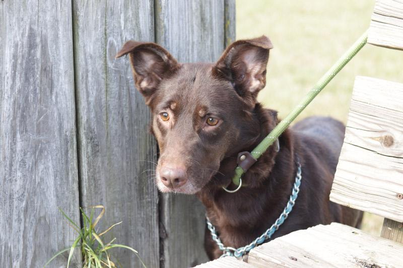 Enlarge Cocoa, an adoptable Mixed Breed in Ionia, MI image 4/6