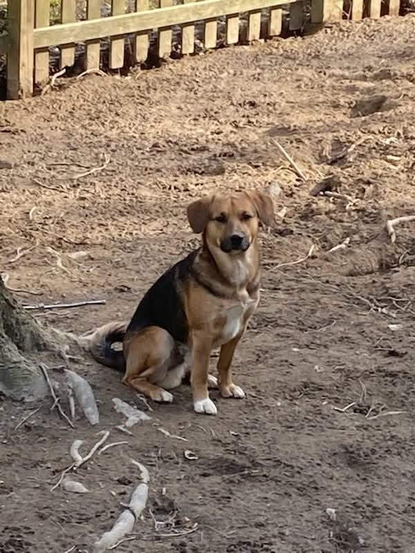 Enlarge Thor, a Adopted mixed breed in White Oak, PA image 1/1