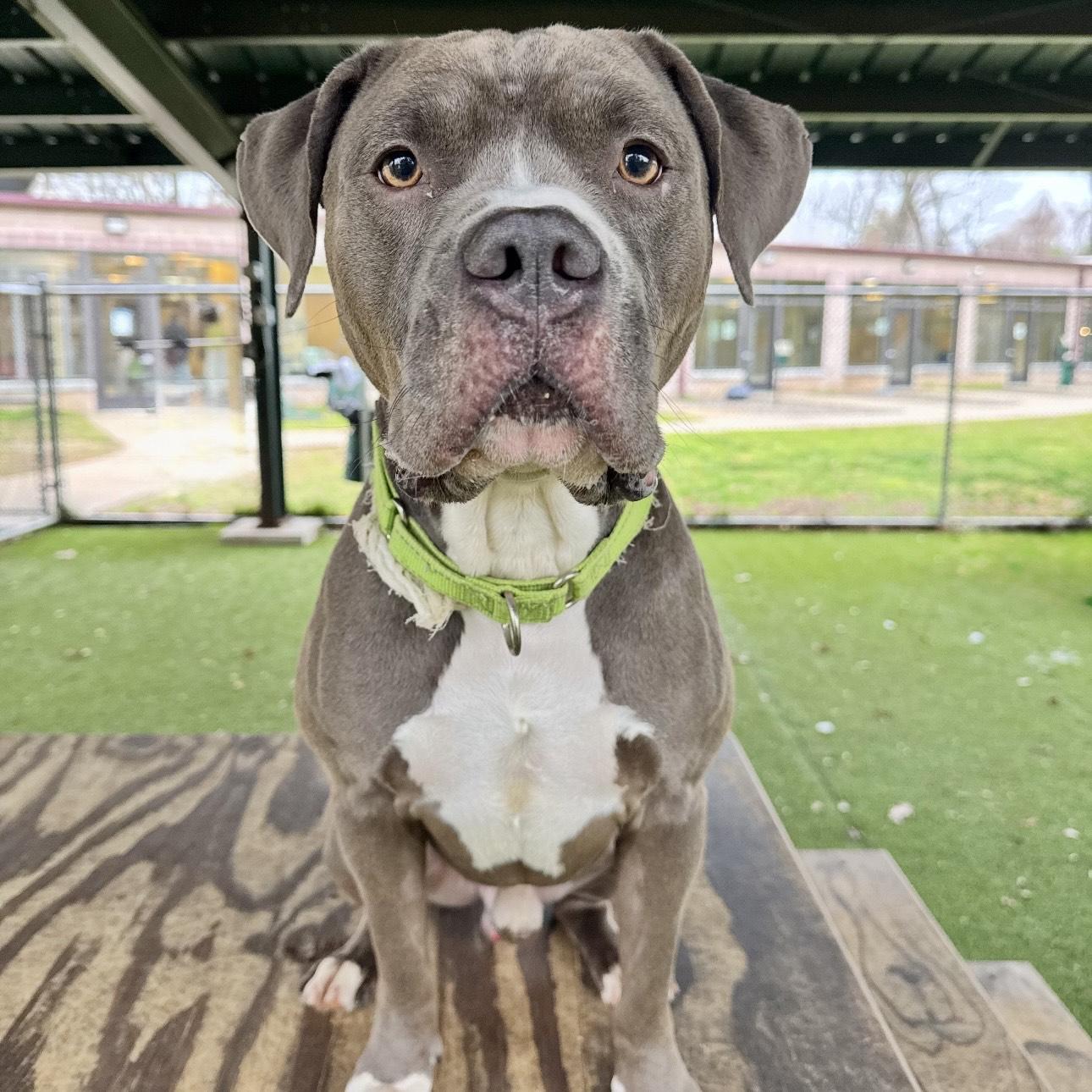 Saxon, Adult Male Pit Bull Terrier
