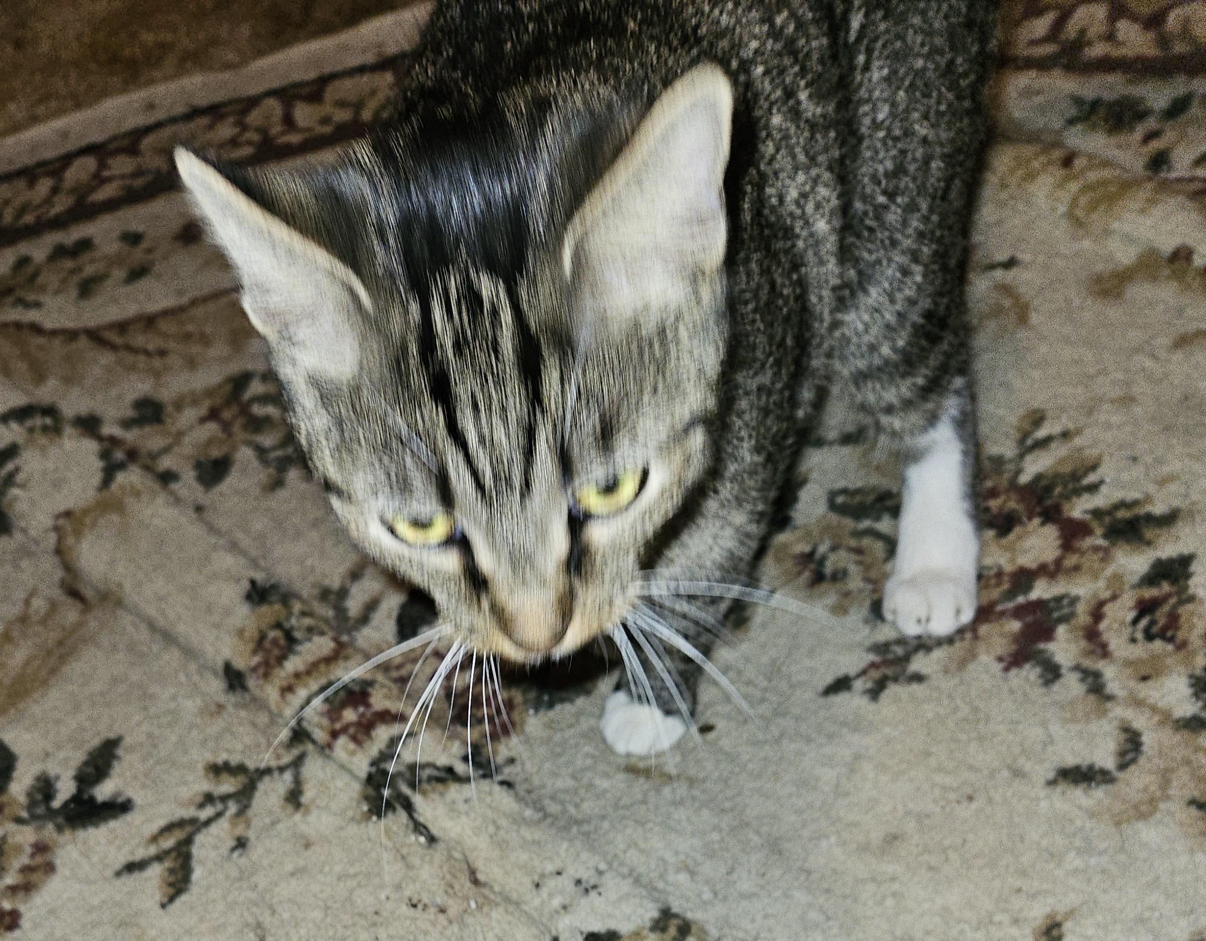 Jax, a Adoptable Domestic Short Hair in Mansfield, PA image 1/2