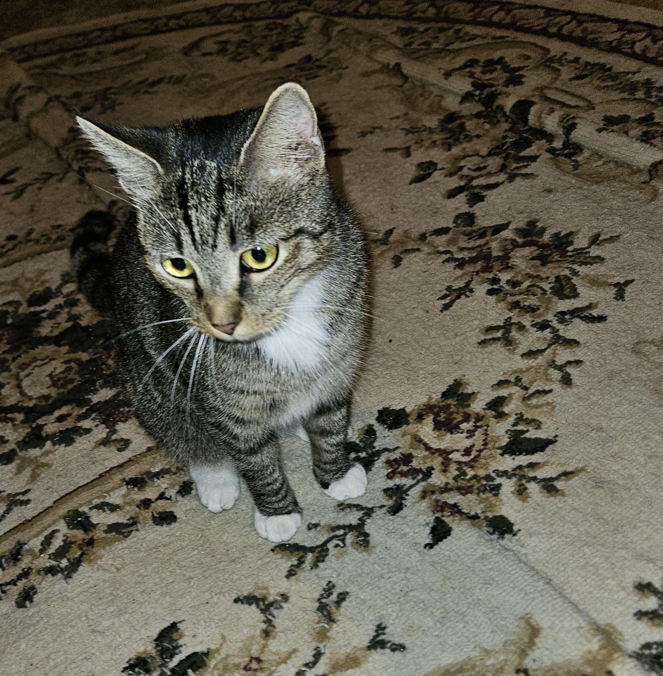 Jax, a Adoptable Domestic Short Hair in Mansfield, PA image 2/2