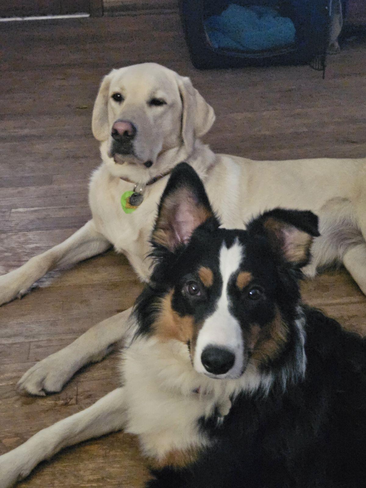 Ranger ARPH#14599, Adopted, Young Male Australian Shepherd.