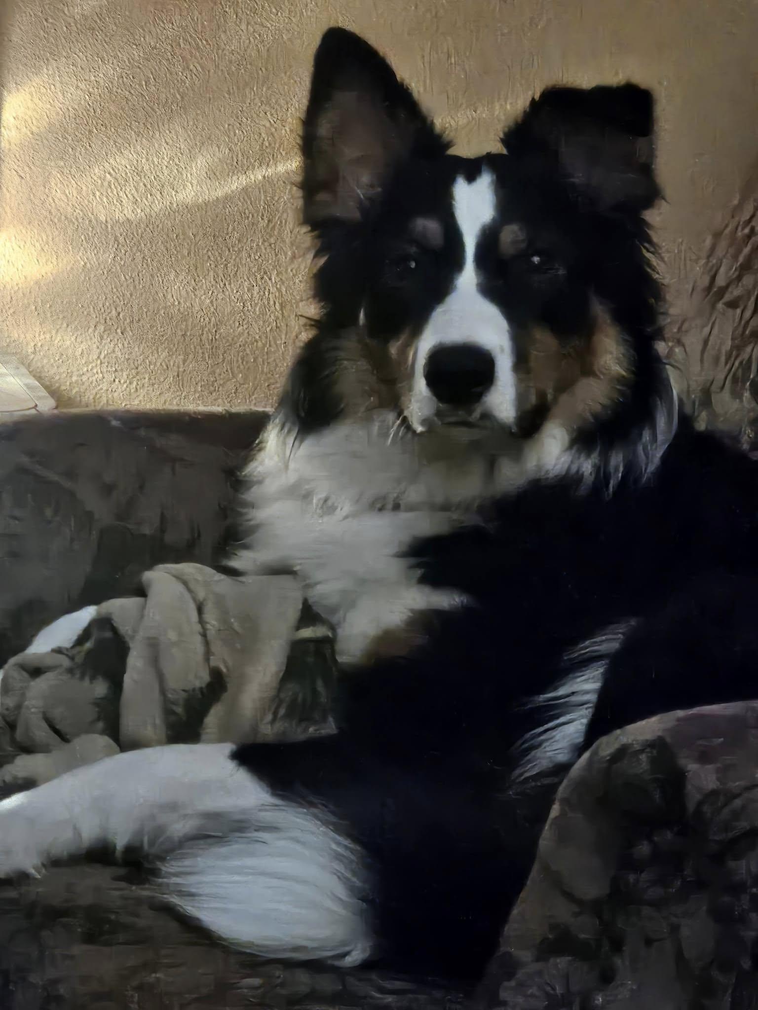 Enlarge Ranger ARPH#14599, a Adopted Australian Shepherd in Olympia, WA image 2/4