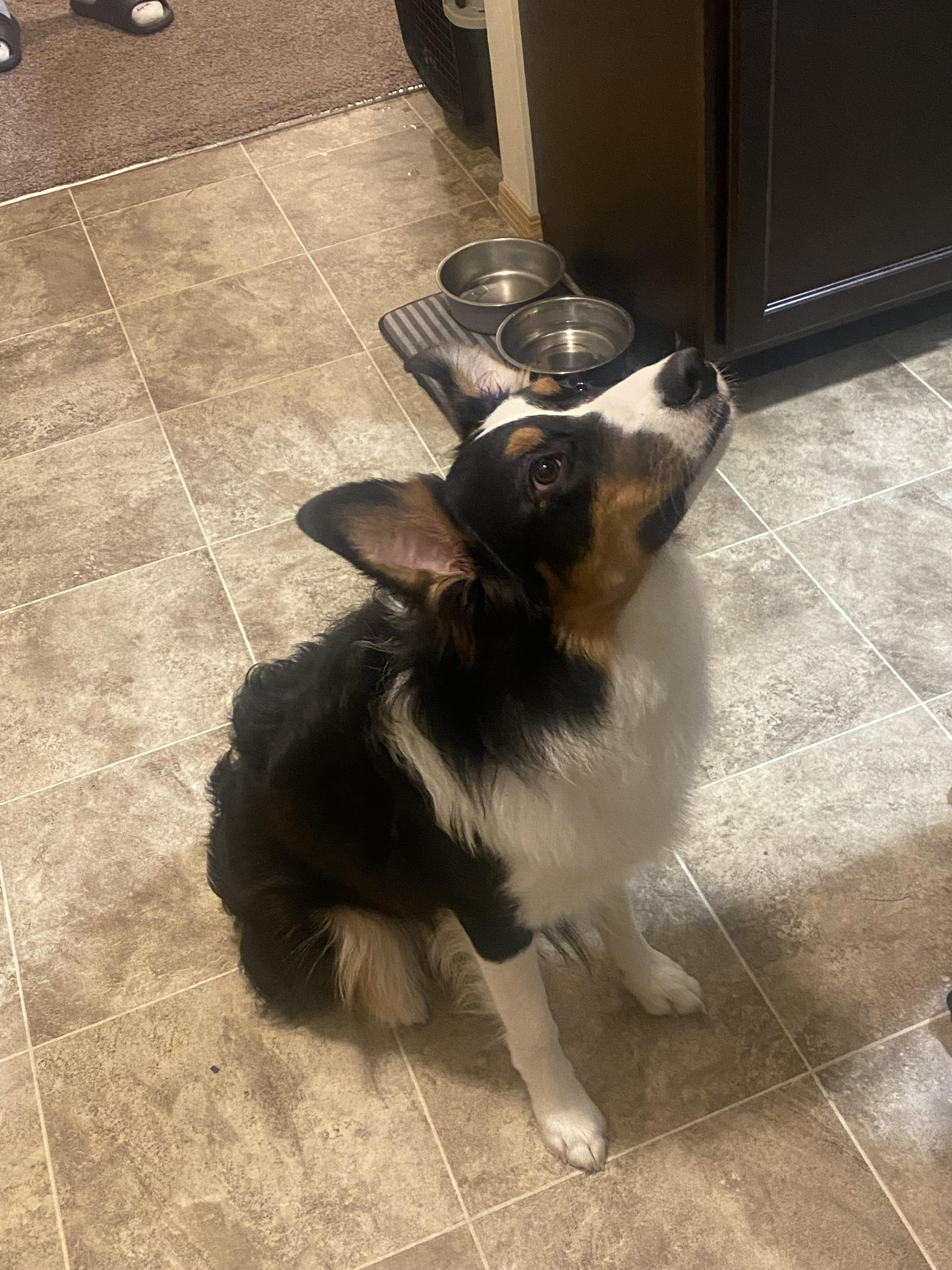 Enlarge Ranger ARPH#14599, a Adopted Australian Shepherd in Olympia, WA image 3/4