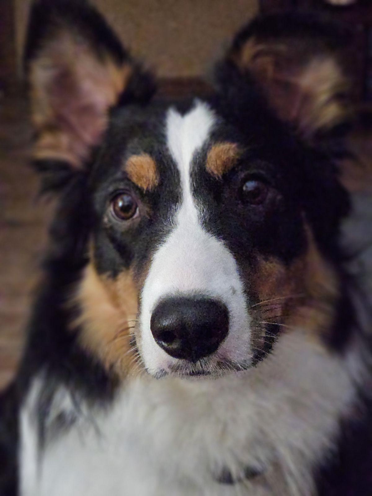 Enlarge Ranger ARPH#14599, a Adopted Australian Shepherd in Olympia, WA image 4/4