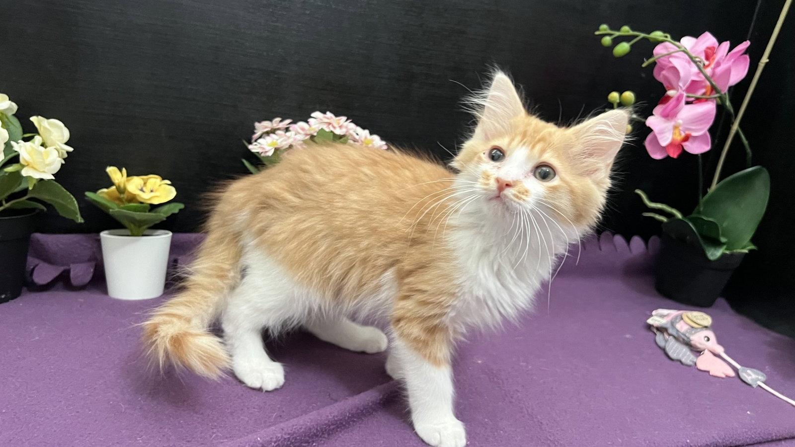 Pawsome, Adoptable, Kitten Male Tabby & Domestic Medium Hair.