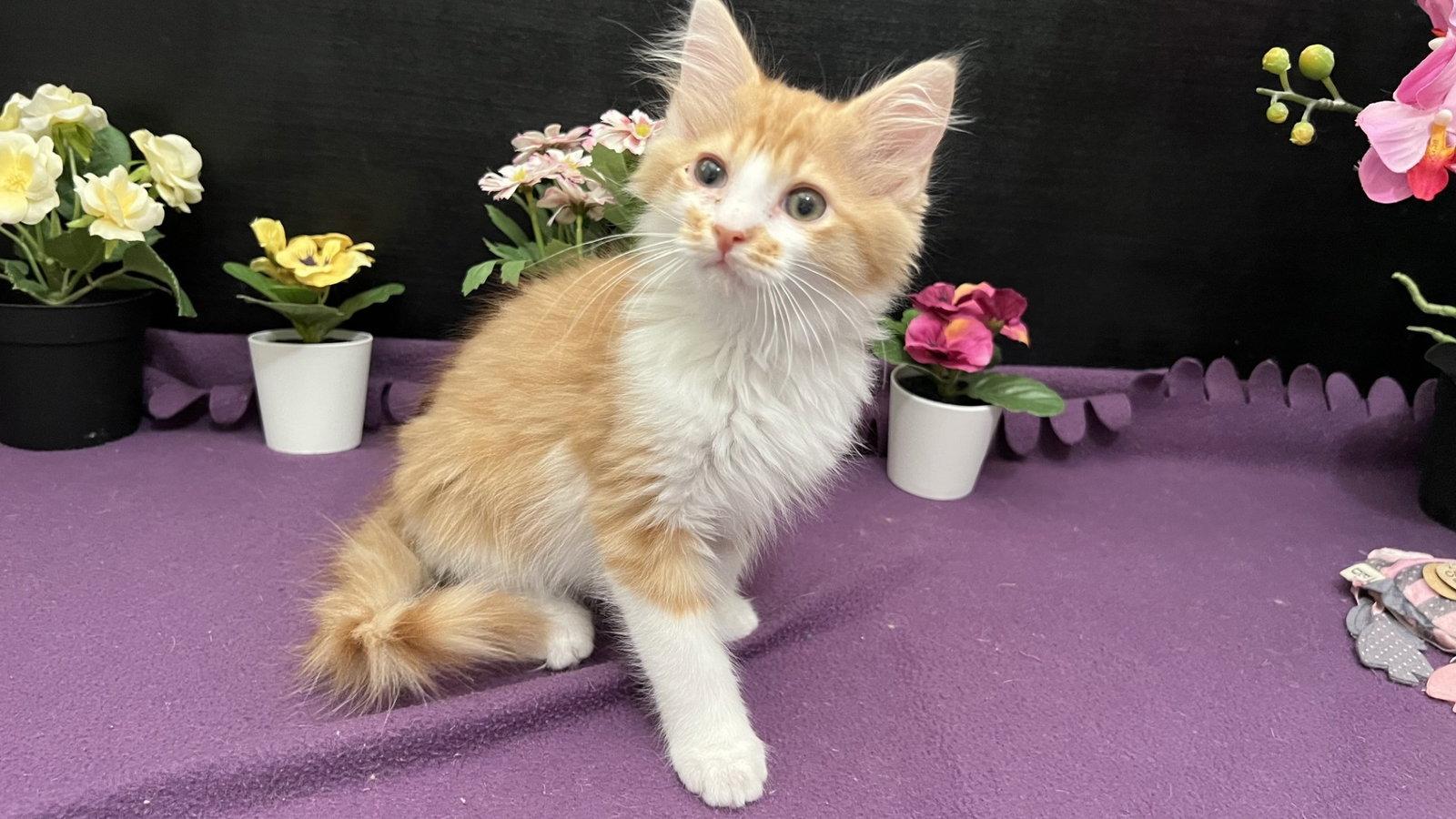 Pawsome, a Adoptable mixed breed in Fayetteville, GA image 3/3