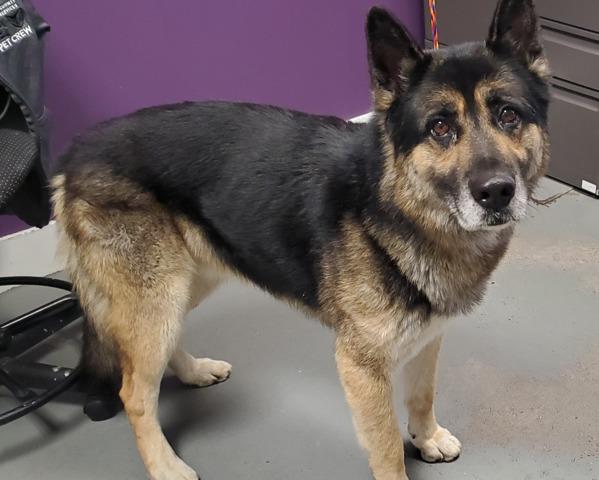 Enlarge *Mufasa*, a Adoptable mixed breed in Salt Lake City, UT image 2/5