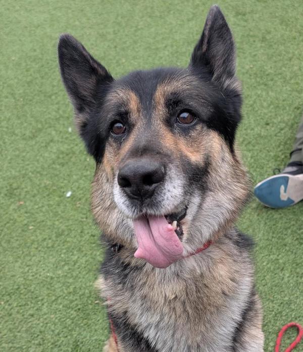 Enlarge *Mufasa*, a Adoptable mixed breed in Salt Lake City, UT image 5/5