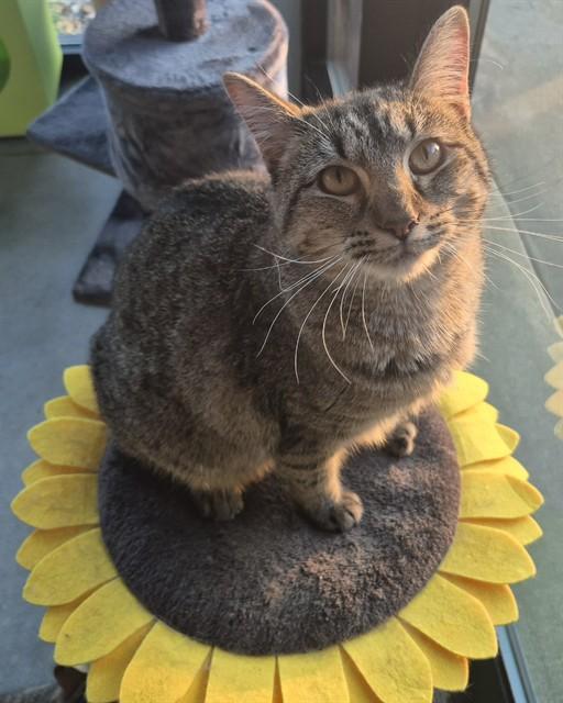 Enlarge MICROBIOLOGY, a Adoptable Domestic Short Hair in Decatur, IL image 1/1