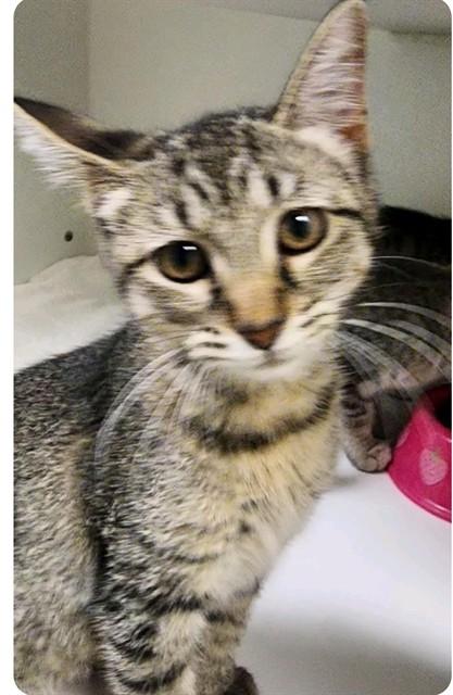 Enlarge MICROBIOLOGY, a Adoptable Domestic Short Hair in Decatur, IL image 1/1