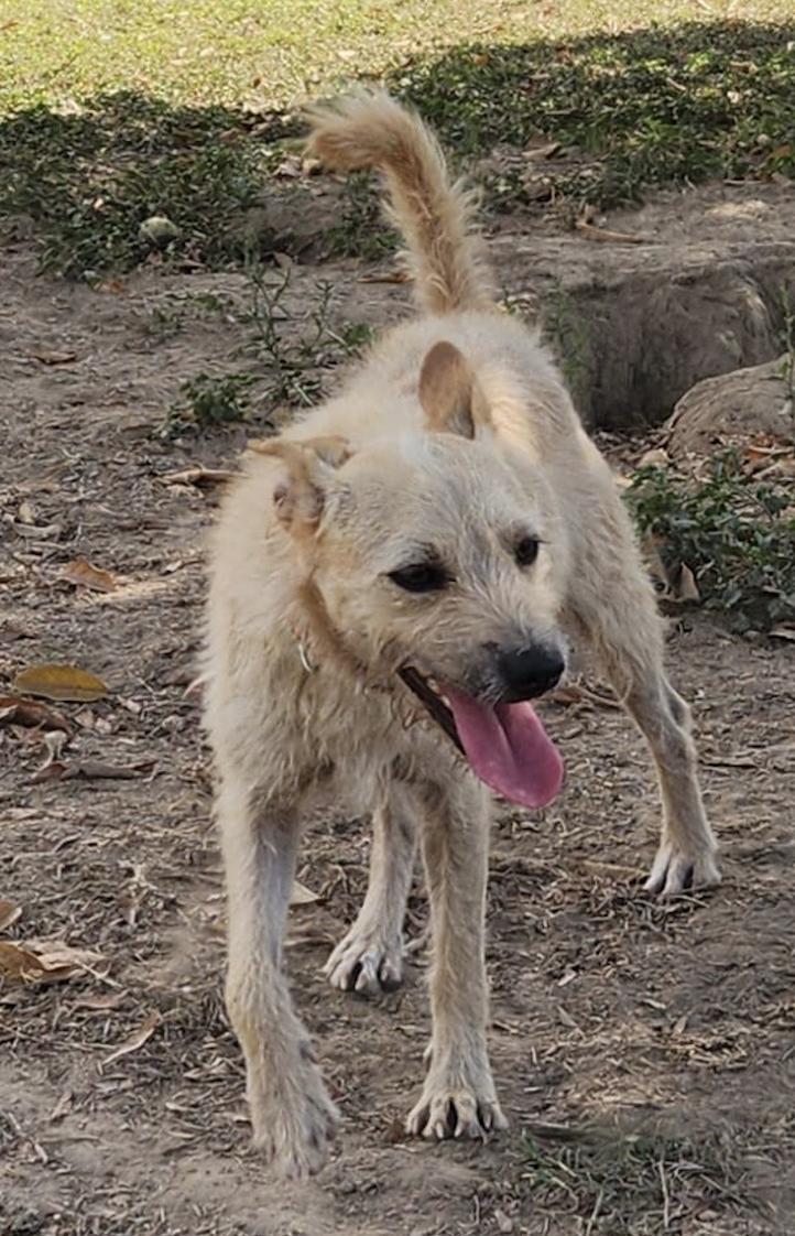 Pipo, an adopted Mixed Breed in EL COLORADO, JAL image 1/6