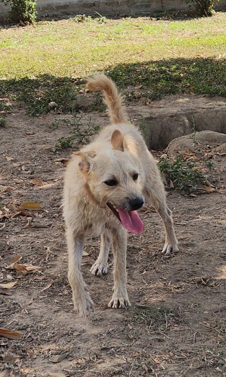 Pipo, an adopted Mixed Breed in EL COLORADO, JAL image 3/6