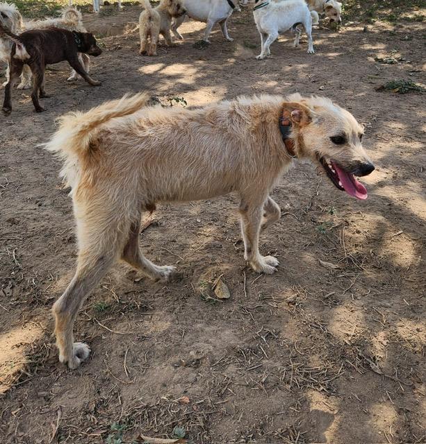 Pipo, an adopted Mixed Breed in EL COLORADO, JAL image 2/6