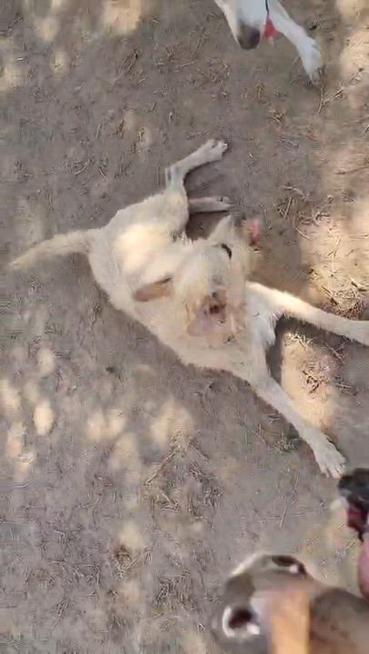 Enlarge Pipo, an adopted Mixed Breed in EL COLORADO, JAL video 5/6