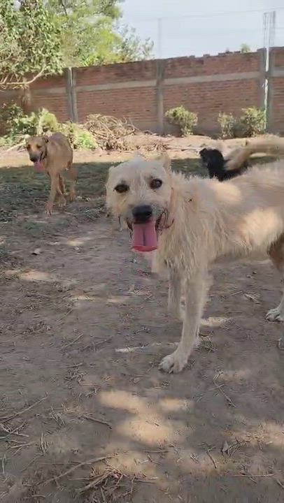 Enlarge Pipo, an adopted Mixed Breed in EL COLORADO, JAL video 4/6