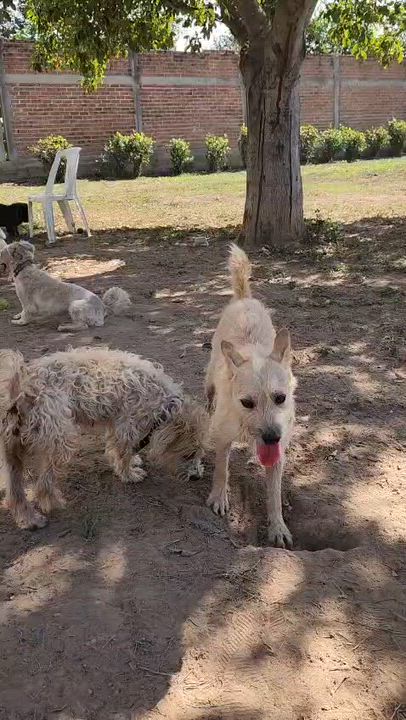 Enlarge Pipo, an adopted Mixed Breed in EL COLORADO, JAL video 6/6