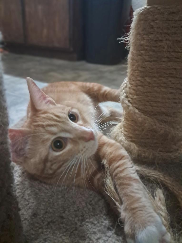 Tony, an adoptable Domestic Short Hair in Union Gap, WA, 98903 | Photo Image 2
