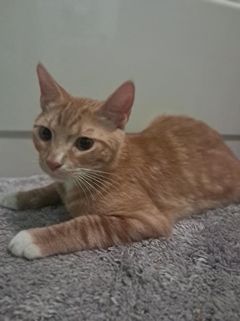 Tony, an adoptable Domestic Short Hair in Union Gap, WA, 98903 | Photo Image 1