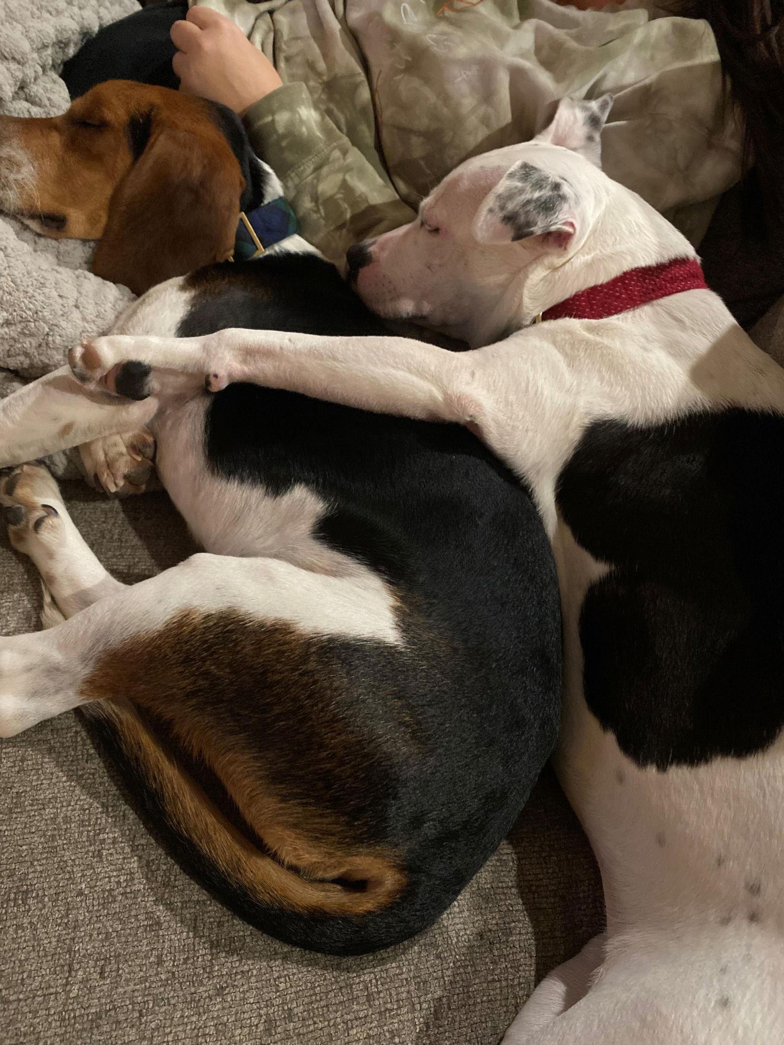 Nikita, a Adoptable Terrier in Indianapolis, IN image 1/3