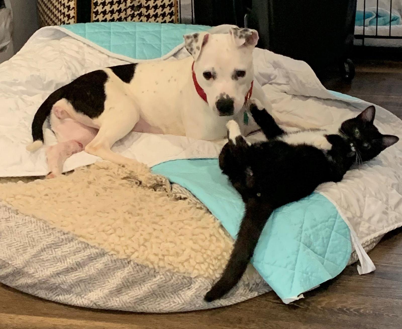 Nikita, a Adoptable Terrier in Indianapolis, IN image 2/3