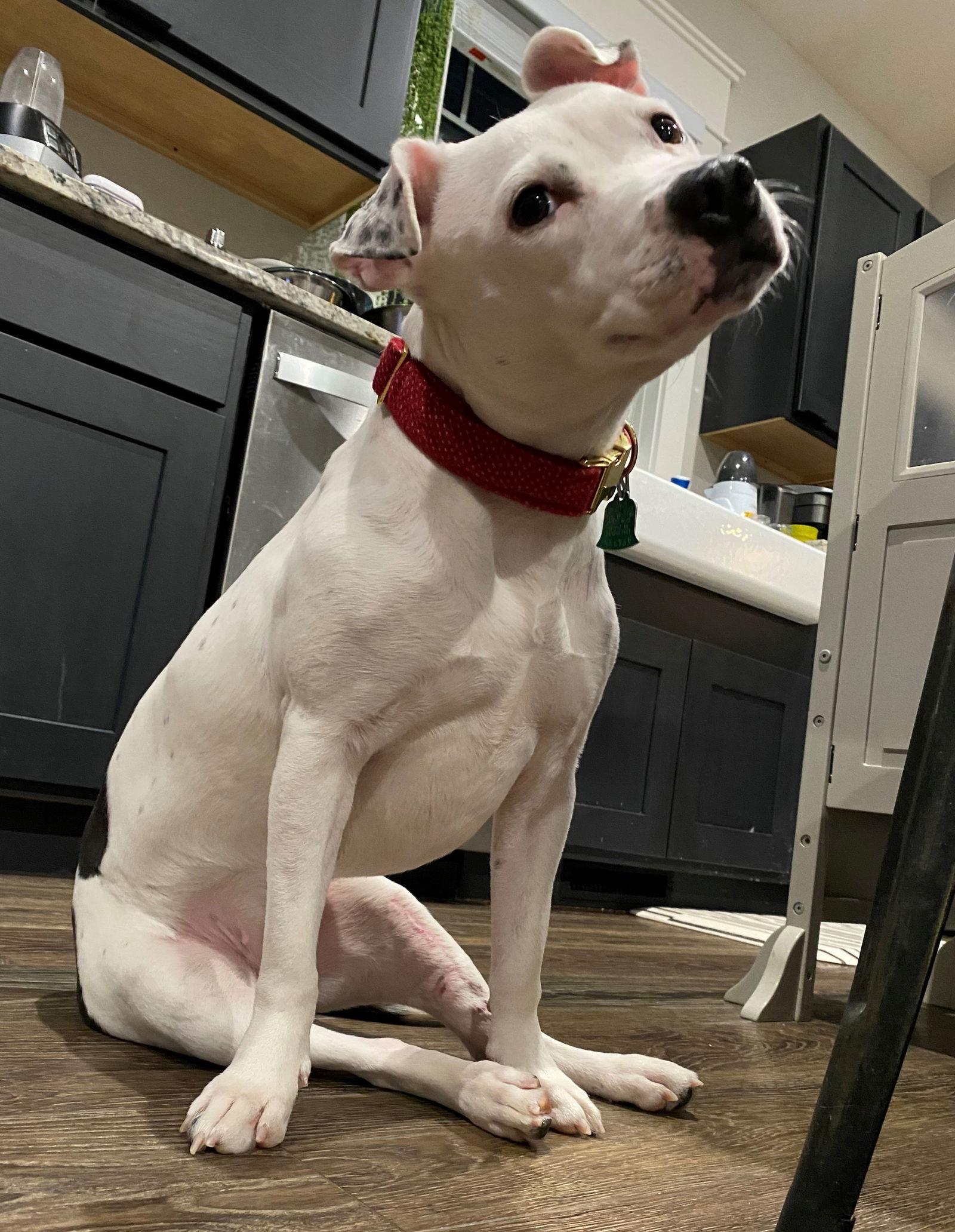 Nikita, a Adoptable Terrier in Indianapolis, IN image 3/3