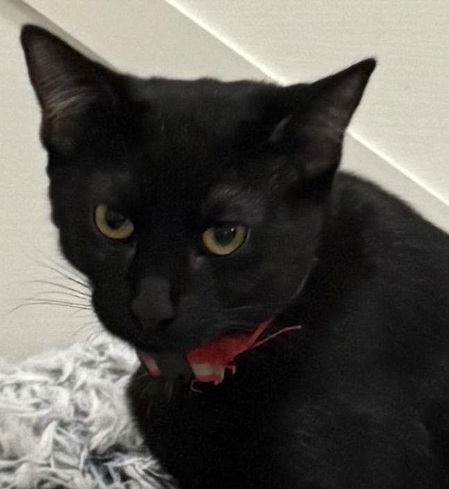 Enlarge Octavia S., a Adoptable Domestic Short Hair in Frisco, TX image 1/3