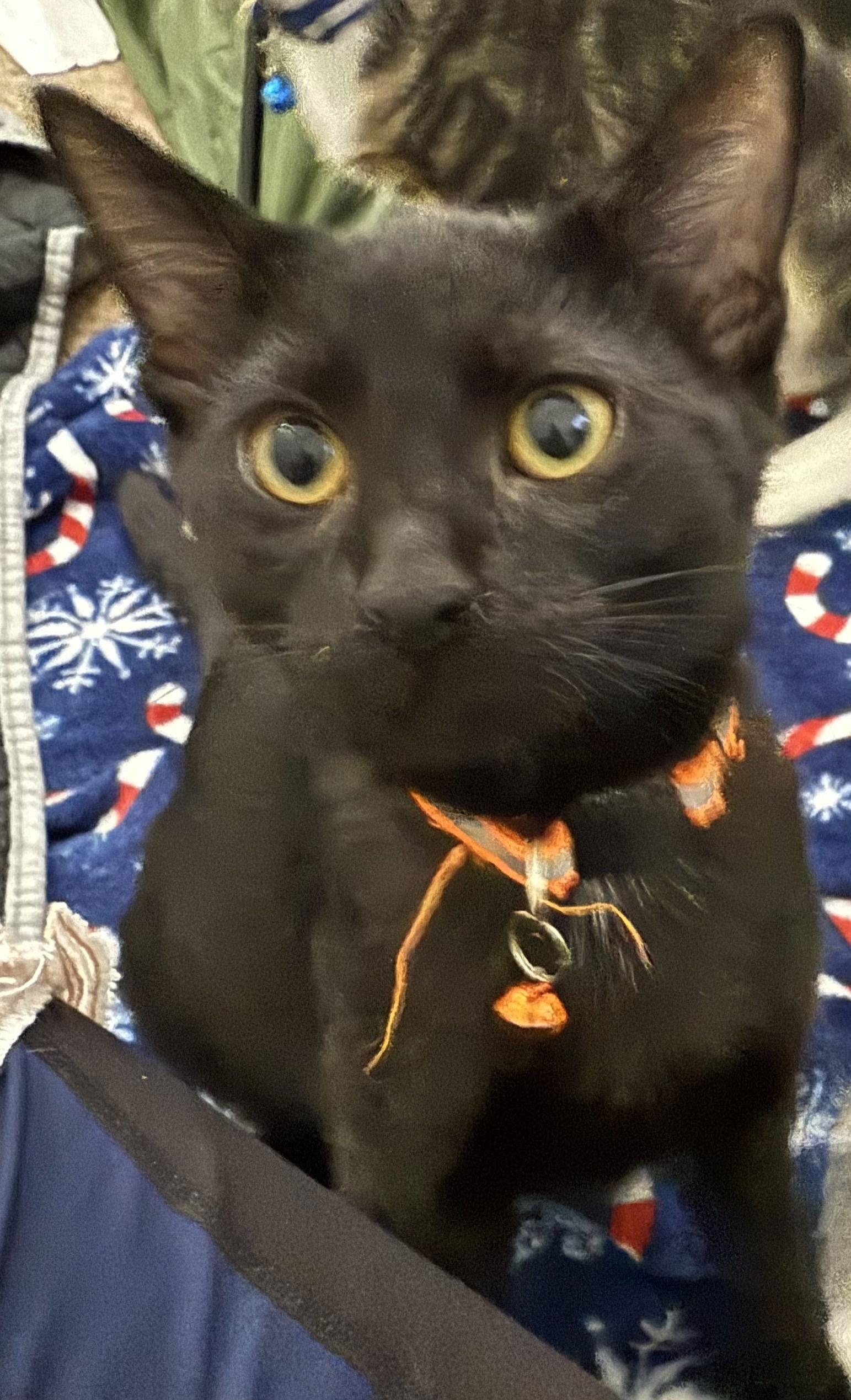 Octavia S., Adoptable, Young Female Domestic Short Hair.