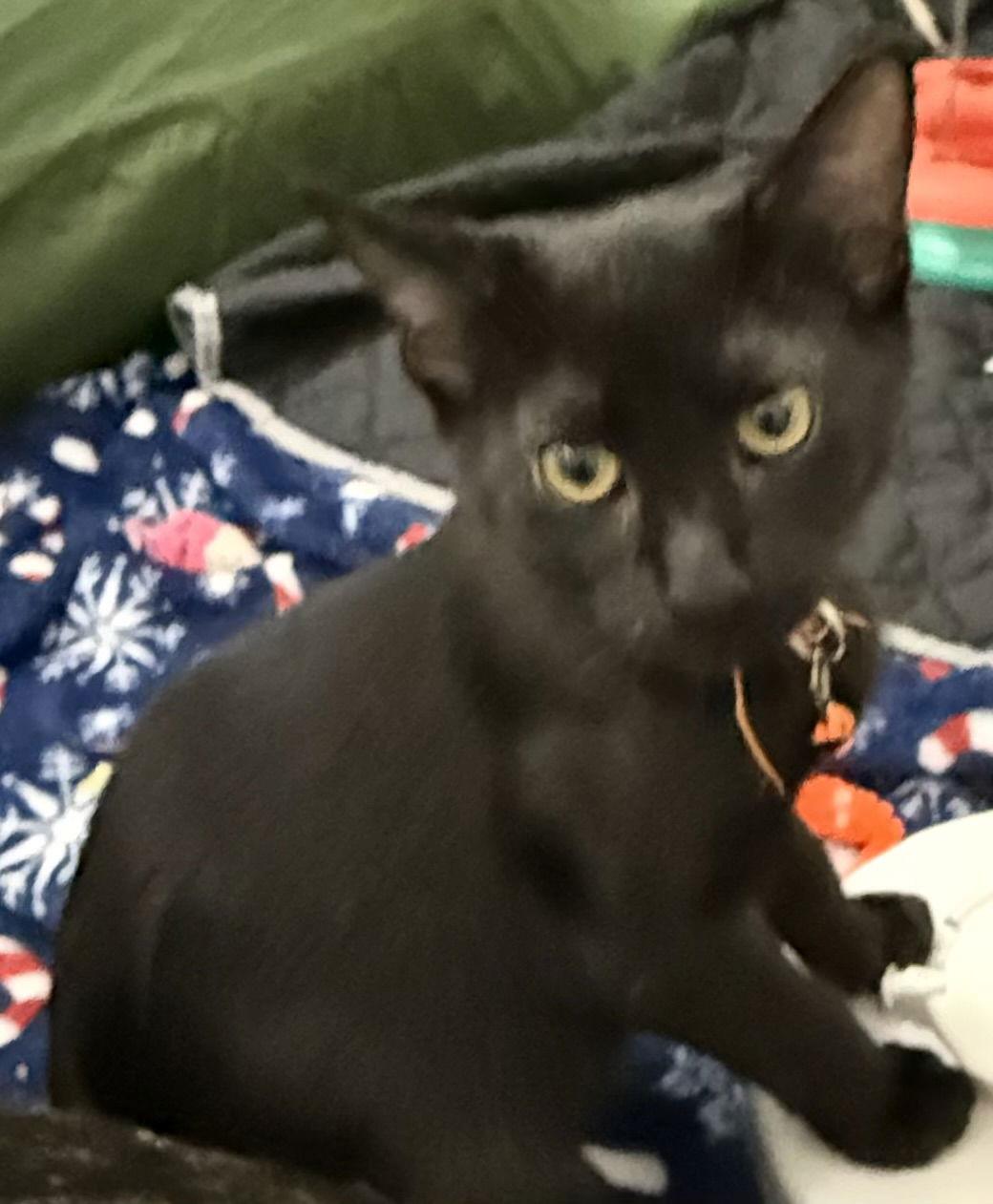 Enlarge Octavia S., a Adoptable Domestic Short Hair in Frisco, TX image 2/2