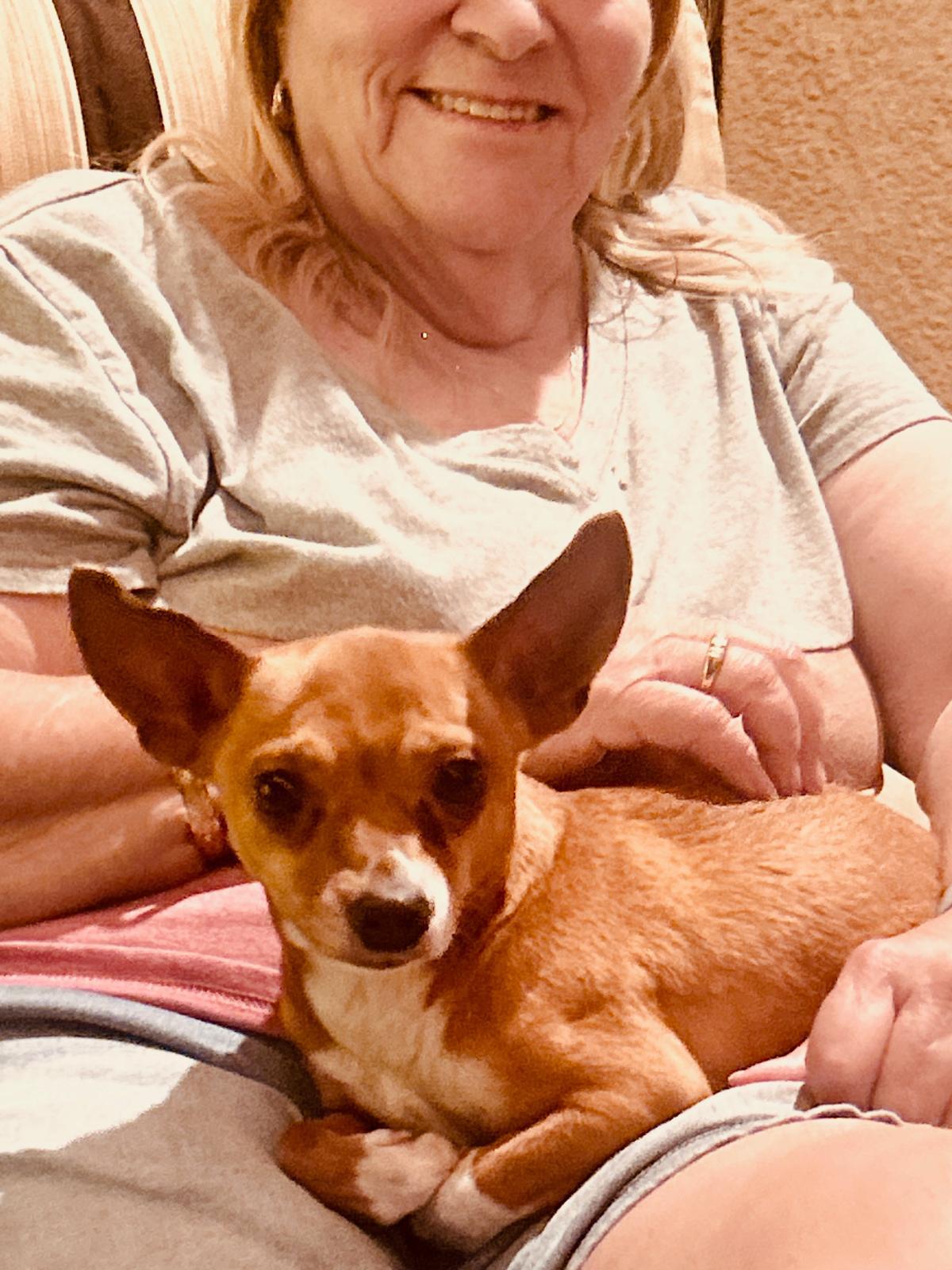 TIPPY, adopted, Young Male Chihuahua.