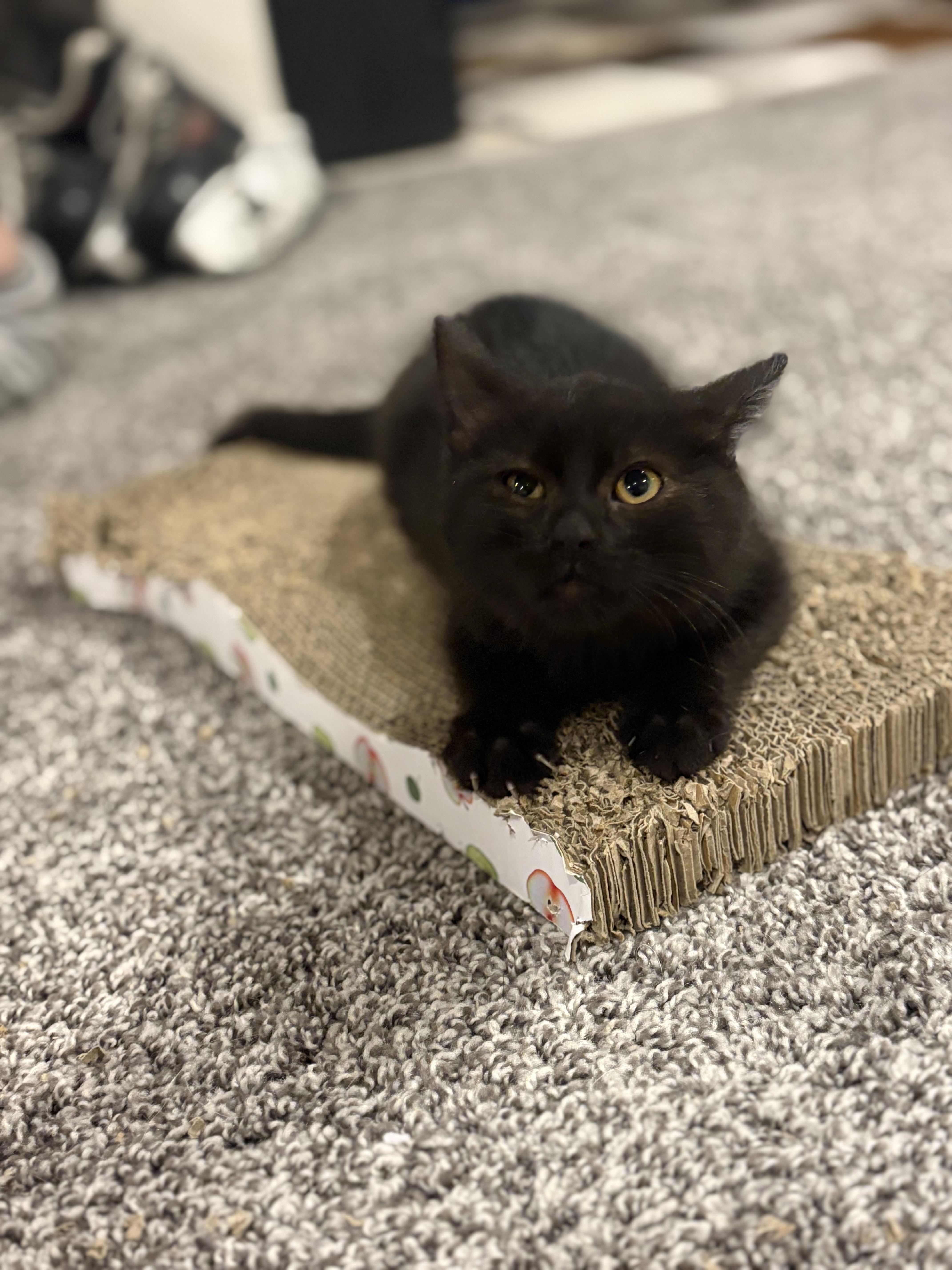 Enlarge Hector Barbossa, a Adoptable Domestic Short Hair in Boone, IA image 1/6