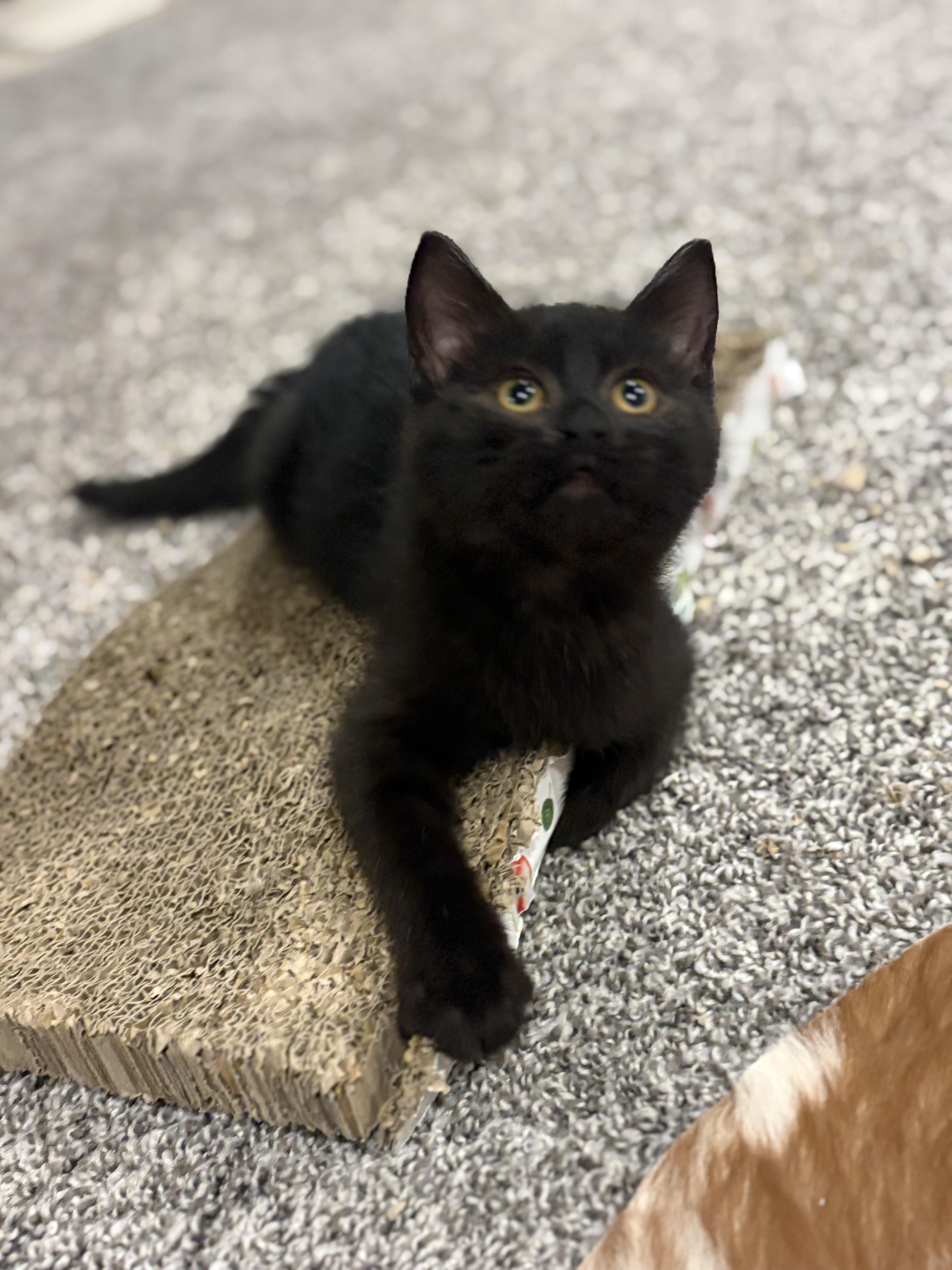 Enlarge Hector Barbossa, a Adoptable Domestic Short Hair in Boone, IA image 2/6