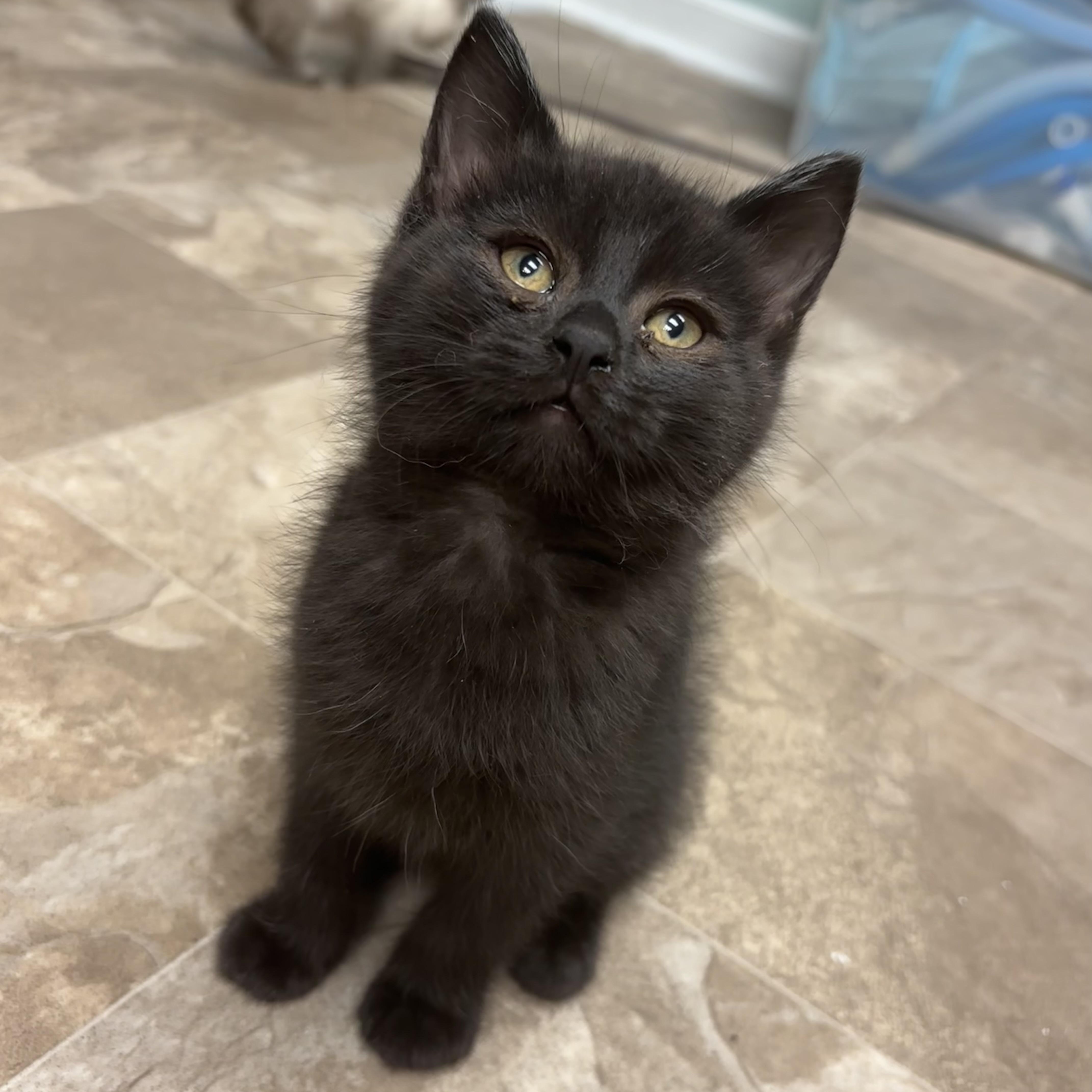 Hector Barbossa, Adoptable, Kitten Male Domestic Short Hair.