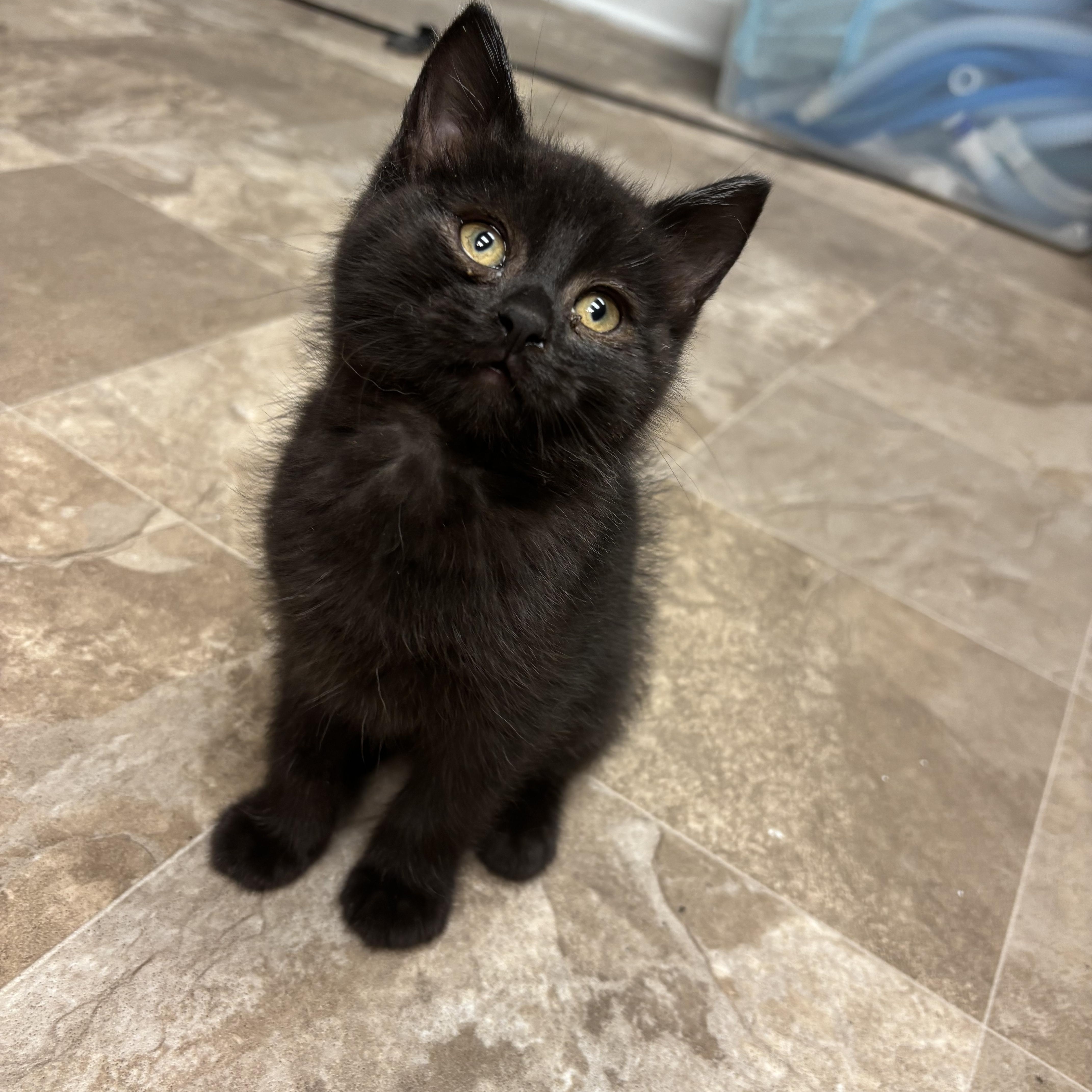 Enlarge Hector Barbossa, a Adoptable Domestic Short Hair in Boone, IA image 5/6