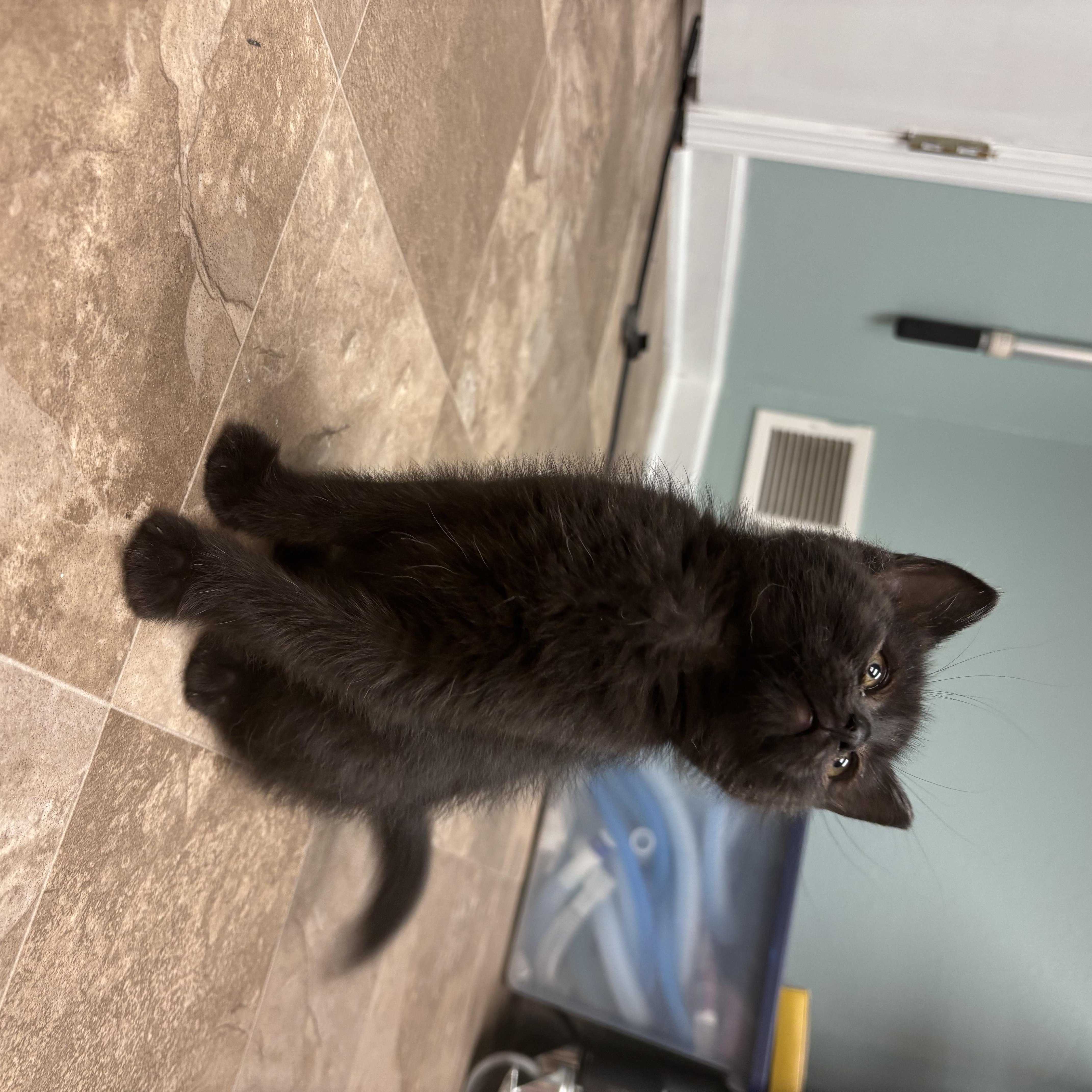 Enlarge Hector Barbossa, a Adoptable Domestic Short Hair in Boone, IA image 6/6