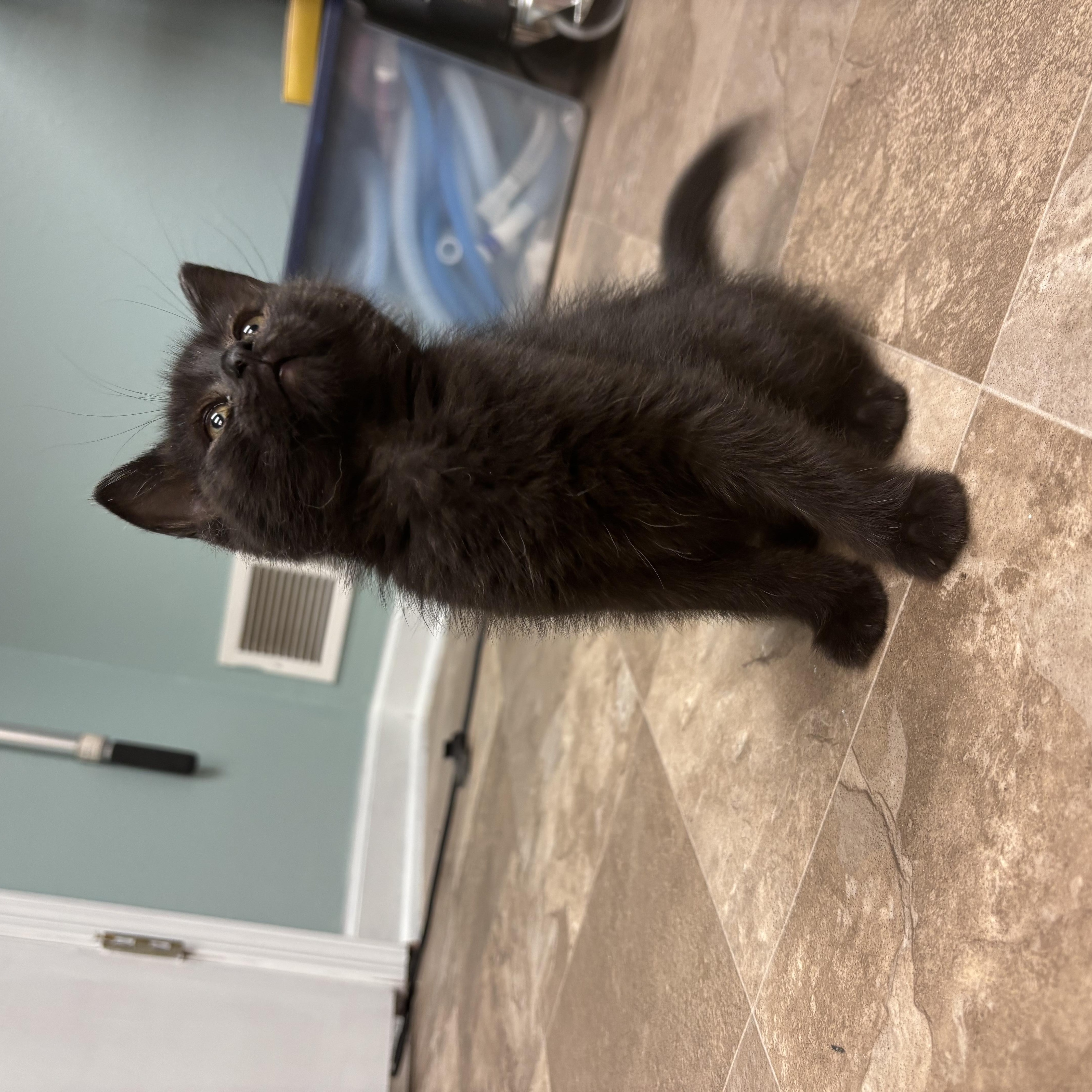 Enlarge Hector Barbossa, a Adoptable Domestic Short Hair in Boone, IA image 6/6