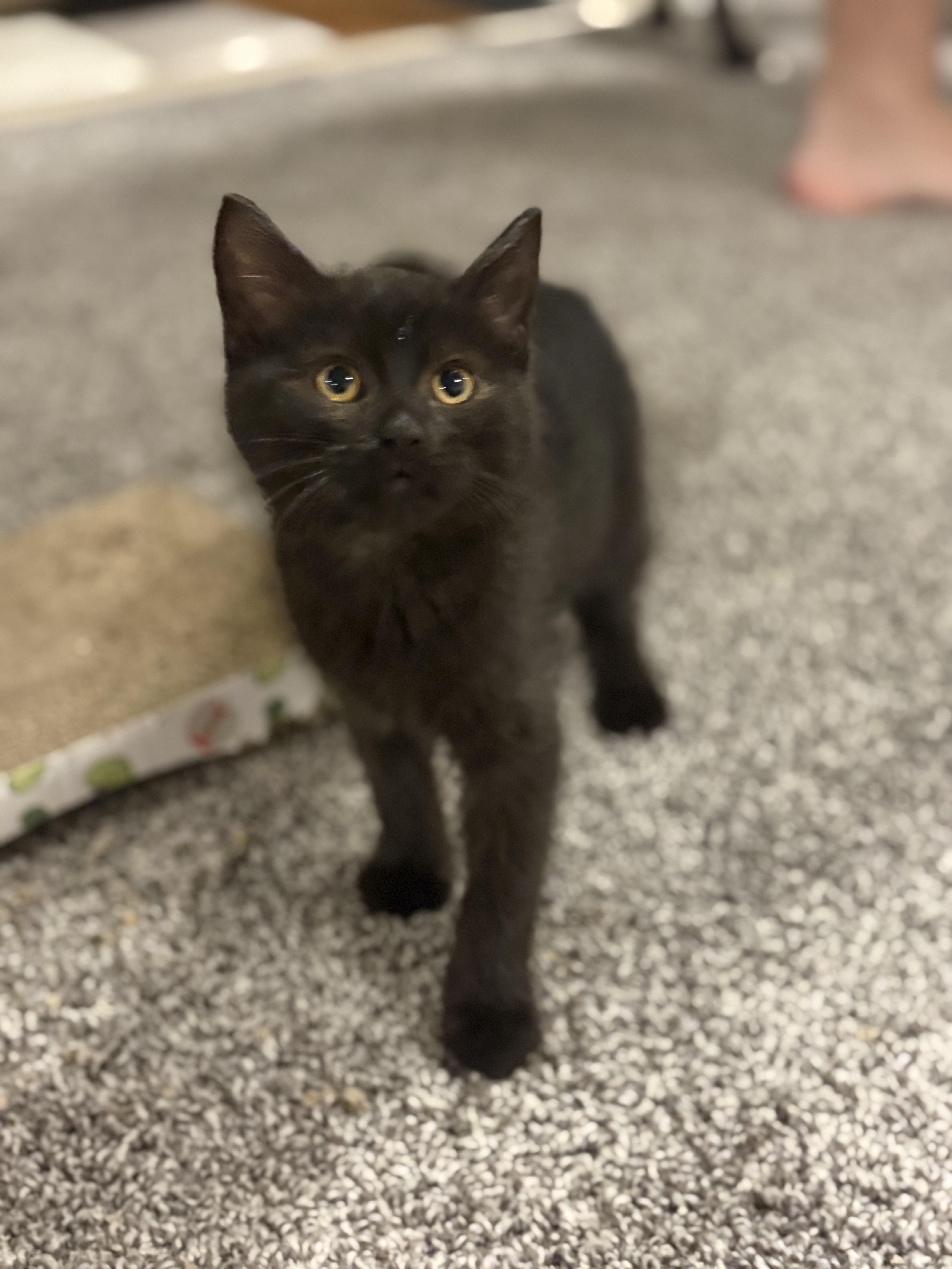 Enlarge Hector Barbossa, a Adoptable Domestic Short Hair in Boone, IA image 4/6