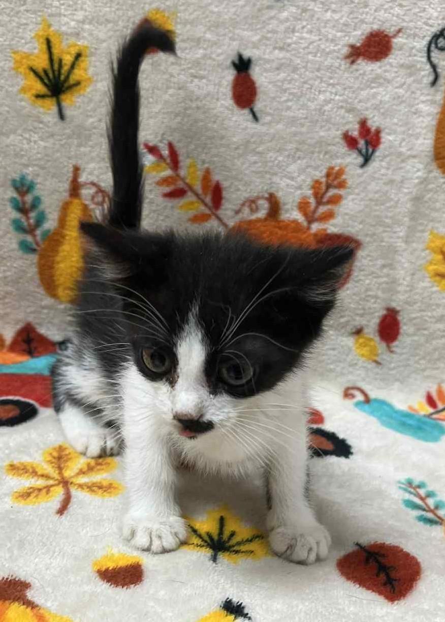 Checkers, an adoptable Domestic Short Hair in Lampasas, TX, 76550 | Photo Image 1